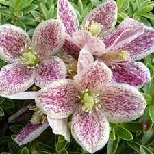 Clematis cirrhosa FRECKLES in