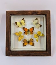 Vintage Butterflies Taxidermy