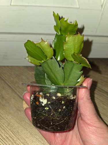 Schlumbergera truncata holiday - truncata,