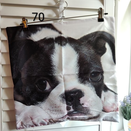 Boston terrier dog soft