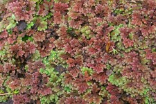 Red Azolla Rubra Australian Floating Pond Plant Water Purifier Fish Decorative