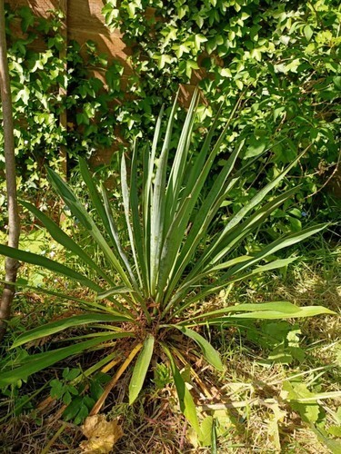 Yucca rostrata 65cm pick up - 65cm,