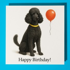 Standard Poodle dog - Happy