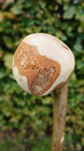 Hazel shillelagh walking - hazel,
