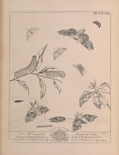 Moses harris aurelian moth - harris,