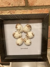 Replica Sparrowhawk eggs 