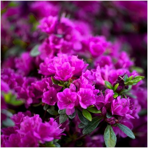 Dwarf japanese azalea - dwarf,