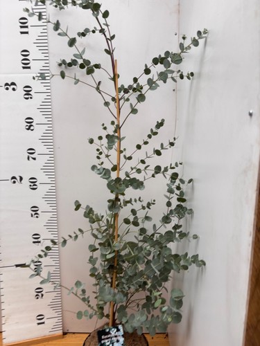 Eucalyptus gunnii azura 1metre - eucalyptus,