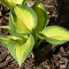 Hosta Great Expectations 3 Litre Potted Plant x 1 by Thompson & Morgan