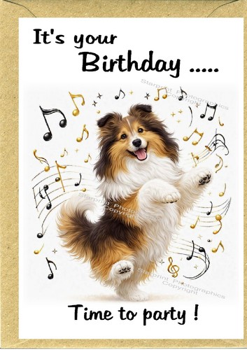 Shetland sheepdog sheltie - shetland, /