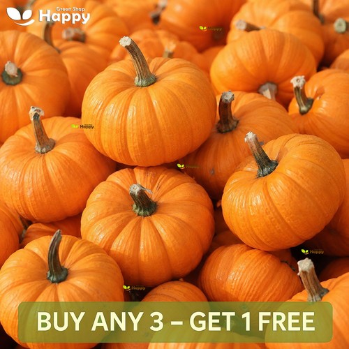 Cucurbita pepo pumpkin - pepo, jack