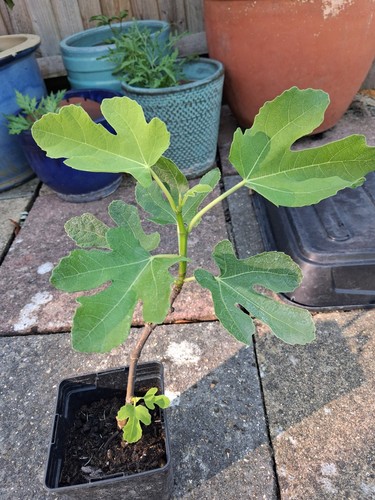Organic fig tree brown - organic, 'brown