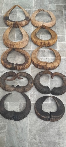 Pairs ram horns - pairs, of