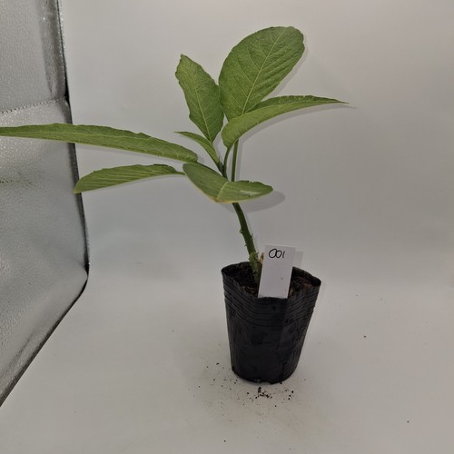 Brugmansia single white rooted - brugmansia,