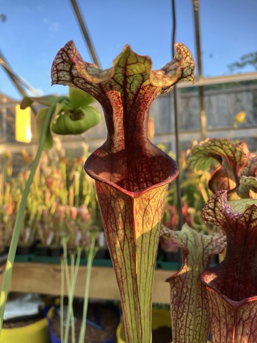 Sarracenia hybrid - sarracenia,