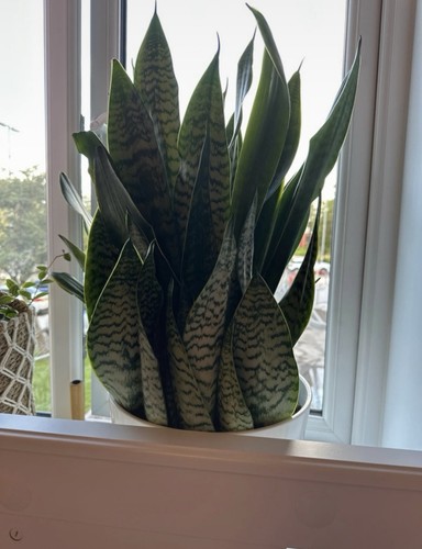 Snake plant indoor cm - snake, 45-55