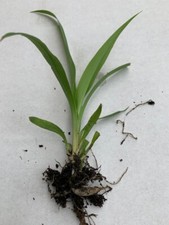 1 Spider Plant Well Rooted