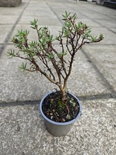 Crassula sarcocaulis small - crassula,