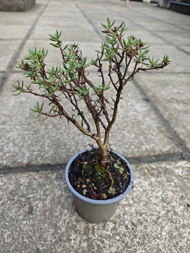 Crassula sarcocaulis small - crassula,