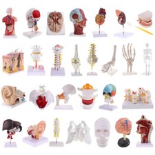 Human 1:1 Skeleton Head Skull Hand Foot Ear Heart Brain Anatomical Study Model