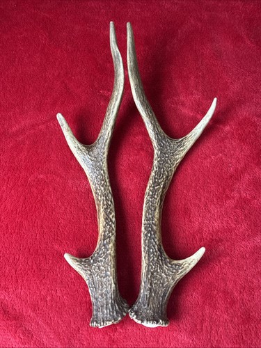 Pair sika deer antlers - pair,