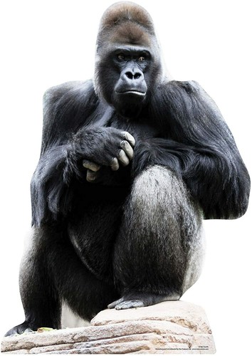 Gorilla lifesize cardboard - lifesize,
