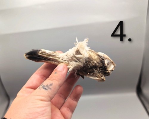 Mummified head taxidermy - head,,
