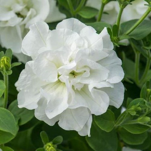 Petunia trailing double - petunia,