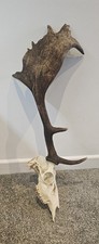 Deer  Skull taxidermy art