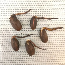 5x Germinated Sprouted English