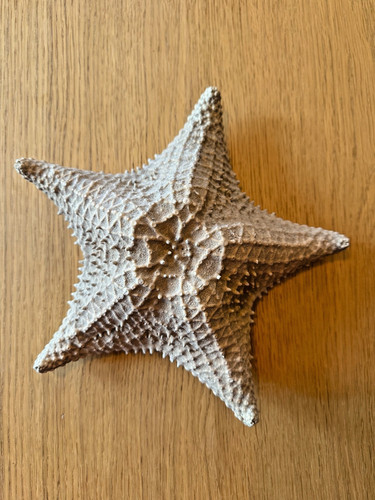 Starfish large genuine - starfish,