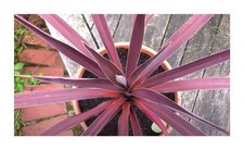 10x Cordyline australis Purpurea Red Leg Lily Garden Plants - Seeds ID866
