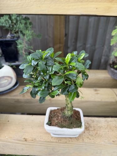 Bonsai tree finished - bonsai,