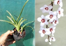 Sarcochilus hartmannii, orchid, orchid