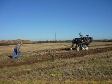 Photo 6x4 Horse-drawn plough Compton Ploughing the old-fashioned way at t c2011