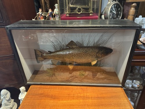 Large antique taxidermy - large,