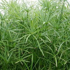 Live Dwarf Umbrella Palm