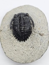 Hollardops Trilobite Fossil