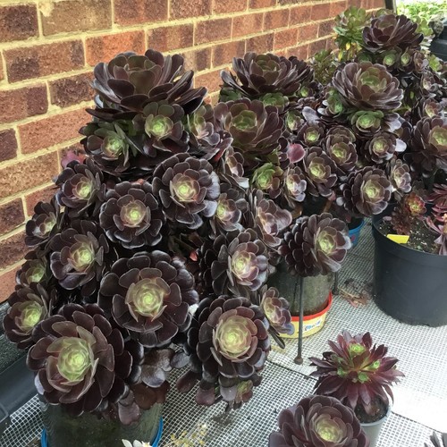 Aeonium black rose cuttings - black,