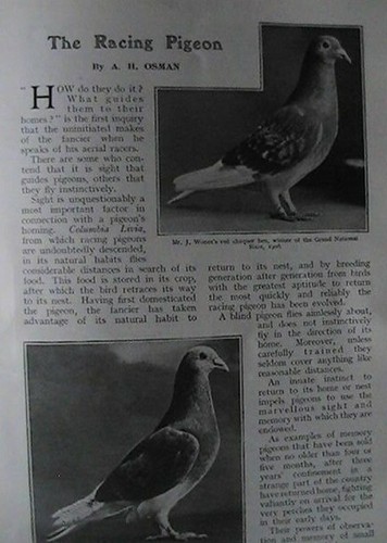 Racing pigeon loft homing h - homing,