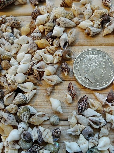 100 micro mixed seashells tiny - 100,