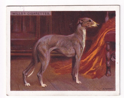 Whippet vintage 1914 dog - whippet,