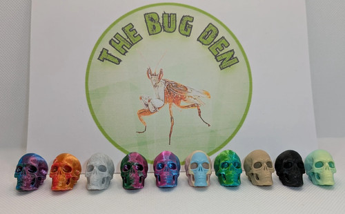 Mini skull jumping spider - skull.,
