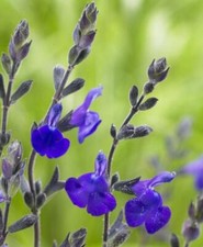 3X SALVIA BLUE NOTE PERENNIAL