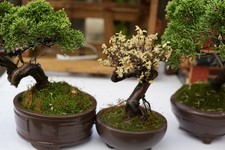 crabapple bonsai tree no.2