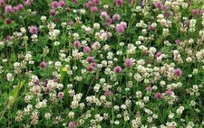 1 kg Red and White Clover Flower Seeds & Daisy Heritage Lawn Grass Seed Garden 