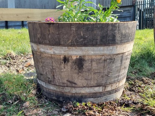 Genuine oak half wine - oak,