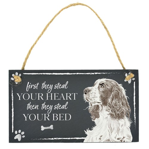 Springer spaniel dog - spaniel,