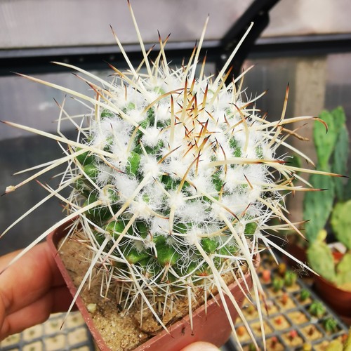 Mammillaria nejapensis - mammillaria,