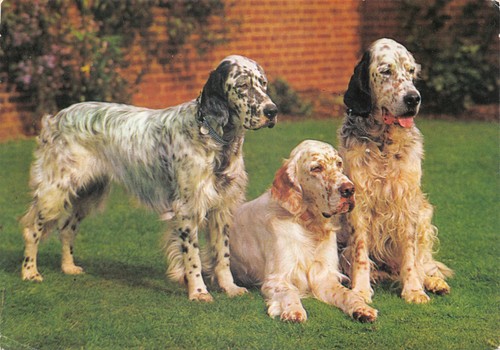 Dog english setters postcard - dog,